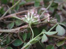 Trifolium cernuum – Wikipédia, a enciclopédia livre