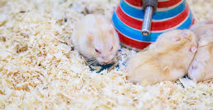 What Type Of Bedding Is Best For Hamsters