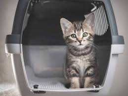 is your cat carrier the right size