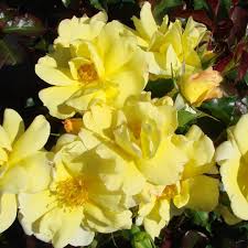 sunshine flower carpet uk potted rose