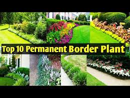 Top 10 Border Plants Used In Landscape