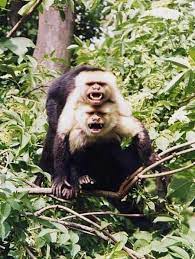 white faced capuchin facts