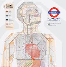 Interactive 3d models of human anatomy, physiology, disease and treatments can be tailored for specific learning, then embedded directly within a curriculum or any type education material. The Human Body As A Tube Map Londonist