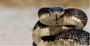 western rat snake facts
