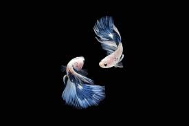 betta fish blue background images hd