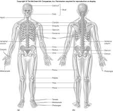 Human Skeleton Bones Bone Markings Humerus And Femur Human