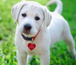 lebra dog white puppy online