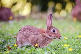 yes rabbits do eat tomato plants 8