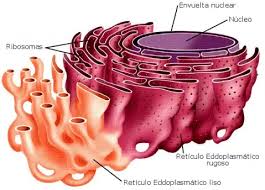 el retículo endoplasmático