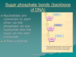 sugar phosp bonds backbone of dna