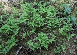 Gymnocarpium robertianum - Michigan Flora