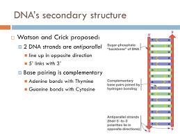 chapter dna synthesis the biology