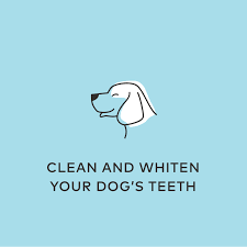 reduce dog bad breath clean and