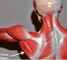 Teres minor is among the four muscles that contribute to the making of the rotator cuff. Teres Major Trigger Points And Referred Pain Triggerpointselfhelp Com