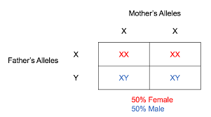 Used for finding possible genotypes for offspring and the chances of each. Punnett Squares Tutorial Sophia Learning