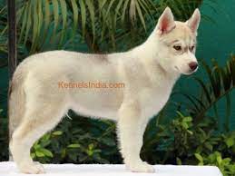 siberian husky blue eye puppy