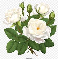 free transpa white rose flower png