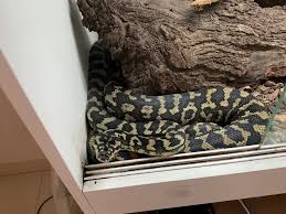 python enclosure reptiles