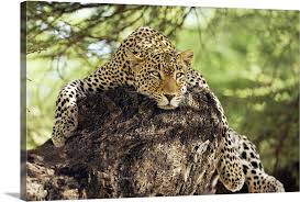 African Leopards Glare Wall Art Canvas