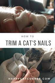 how to trim a cat s nails at home a