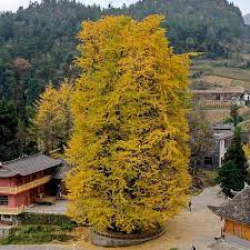 1,500-year-old ginkgo tree attracts visitors in central China - CGTN