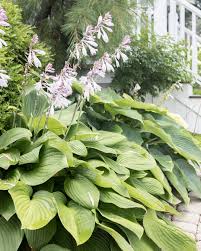 seven hosta mistakes that everyone