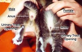 Separating a kitten from its mother can damage its health. How To Tell The Difference Between A Male Cat And A Female Cat Pregnant Cat Cat Care Newborn Kittens