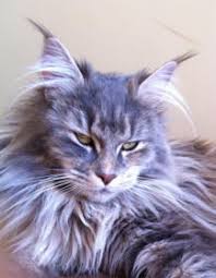We did not find results for: Maine Coon Cat Breeders Australia Maine Coon Kittens For Sale
