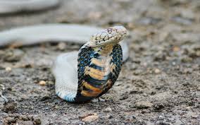 king cobra wallpapers for
