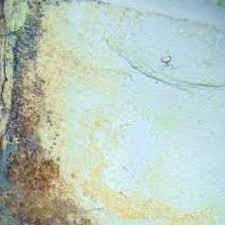 Mold could usually expand on drywall and painting interior wall surfaces, particularly in locations where dampness and moisture are an aspect, such as kitchen areas and washrooms. How To Clean Mold Off Basement Concrete Walls Hunker Cleaning Mold Mold In Bathroom Mold In Basement