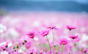 pink flower wallpapers 6892917