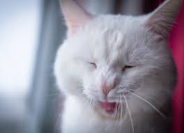 Why does my cat spray indoors? Bad Breath In Cats How To Prevent And Treat It Petmd