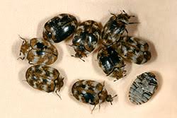 dermestid beetles carpet beetles 5