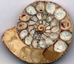 Film ammonite 2020 streaming gratis. Ammonite Online Learning Center Aquarium Of The Pacific
