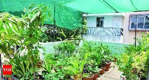 Grow Your Own Vegetables On Terrace At