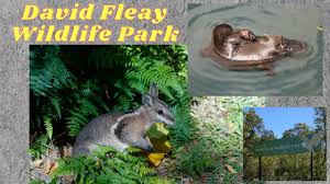 David Fleay Wildlife Park - Gold Coast - YouTube