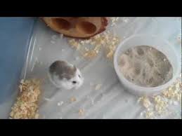 robo hamster roborovski hamster