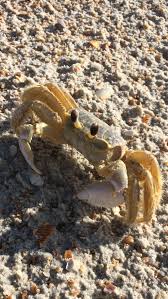 ghost crabs fort matanzas national