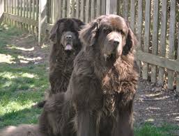 The Bigger The Newfoundland The Better Why Bigger Is Not