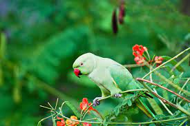 indian ringneck parakeet full