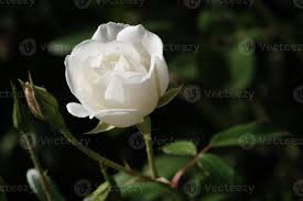white rose plant closeup outdoor