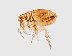 about fleas identification and