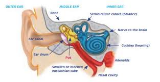 Ear Infections Earache And Glue Ear Healthed