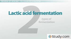 lactic acid alcoholic fermentation