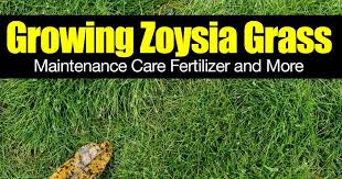 The reason you can plant plugs and not have to seed the. Growing Zoysia Grass Maintenance Care Fertilizer And More