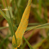 Buğdayda Sarı Pas Hastalığı: – Agrovisio