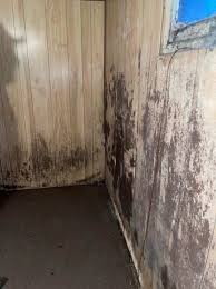 mold in basement what would you do
