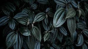 dark green leaves wallpapers