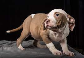 pitbull weight and growth chart male