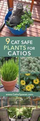 Cat Safe Plants Outdoor Cat Enclosure